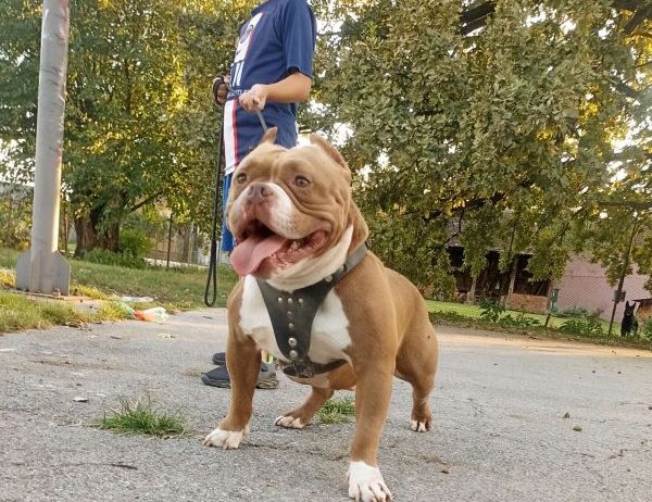 American bully pocket-Zamena