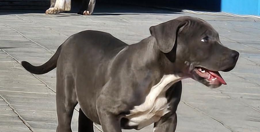 American bully xl