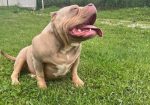 American bully pocket tri color merle