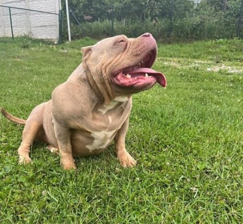 American bully pocket tri color merle