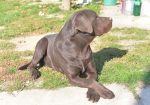 Labrador retriver