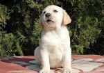 Labrador retriver