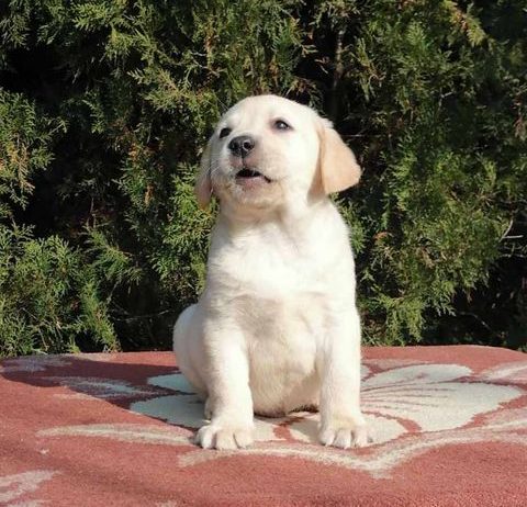 Labrador retriver