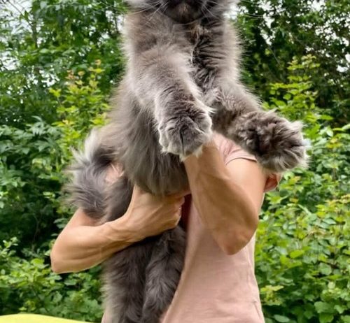 Maine Coon mačići