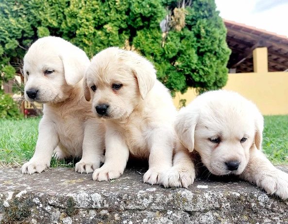 Labrador retriver štenci