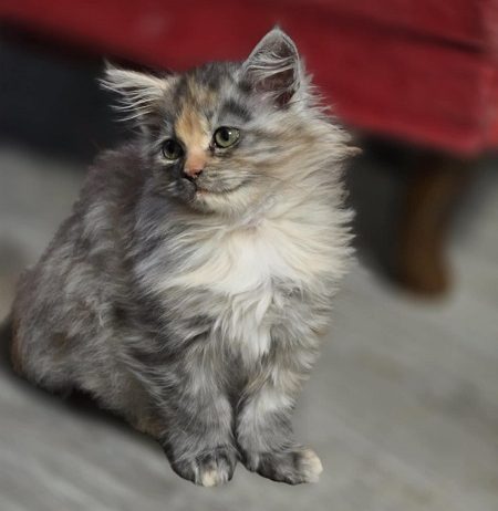 Maine Coon mačići, prelepi i umiljati