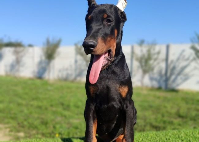 Doberman mužijaci