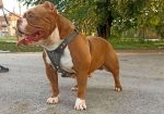 American bully pocket-Zamena