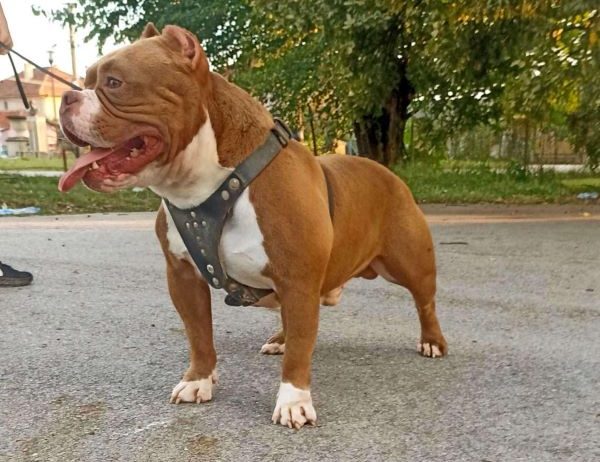 American bully pocket-Zamena