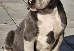 American bully xl