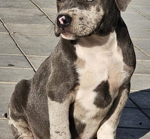 American bully xl