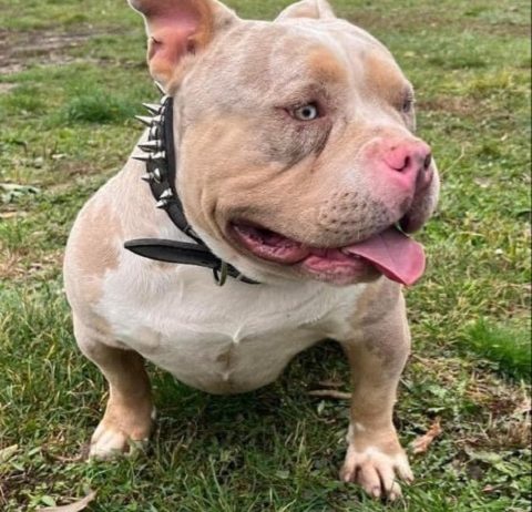 American bully pocket tri color merle