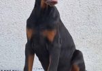 Doberman, vrhunski stenci