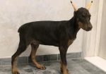 Doberman