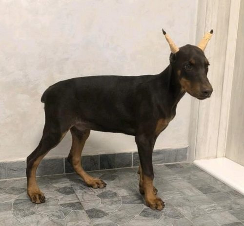 Doberman