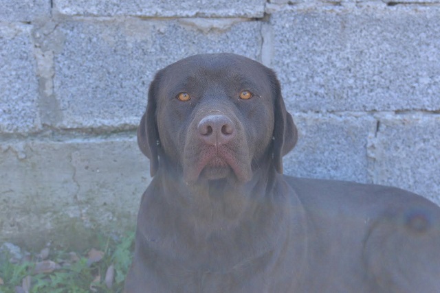 Labrador retriver