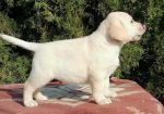 Labrador retriver