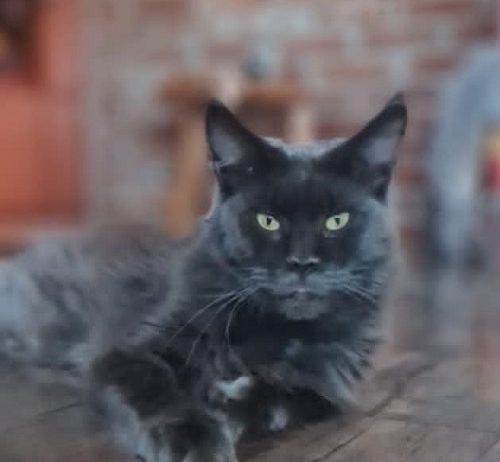 Maine Coon mačići