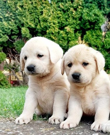 Labrador retriver štenci