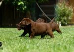 Labrador Retriver štenci, čokoladni