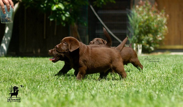 Labrador Retriver štenci, čokoladni