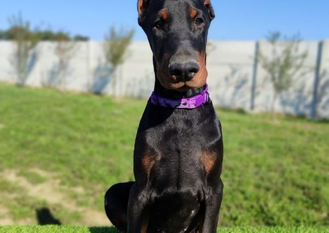 Doberman mužijaci