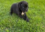 Cane Corso štenci