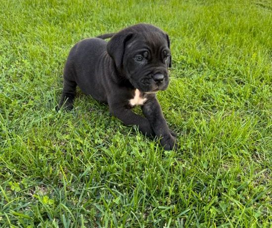 Cane Corso štenci