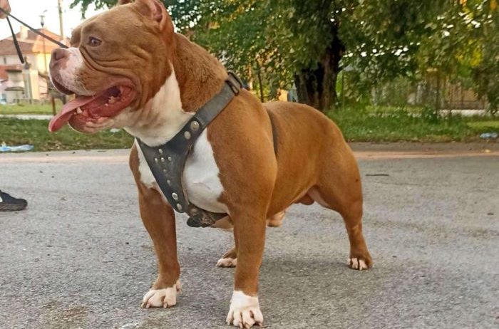 American bully pocket-Zamena