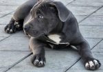 American bully xl