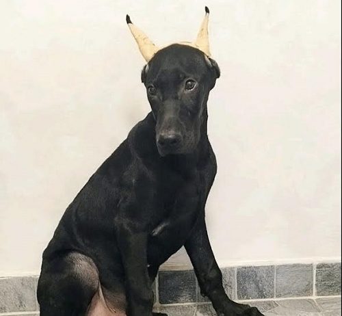 Doberman