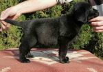 Labrador retriver