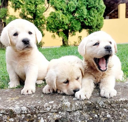 Labrador retriver štenci