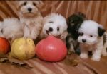 Prelepi MALTIPOO štenci