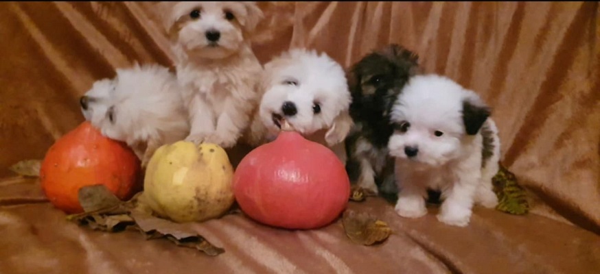 Prelepi MALTIPOO štenci