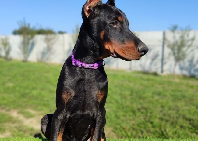 Doberman mužijaci