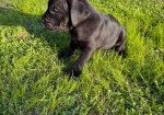 Cane Corso štenci