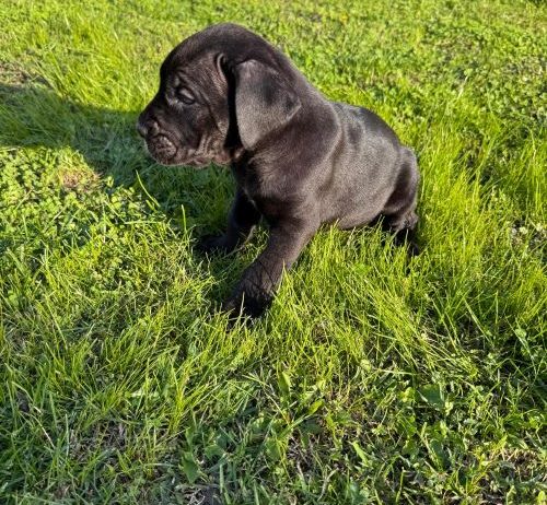 Cane Corso štenci