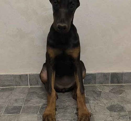 Doberman