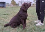 Labrador retriver