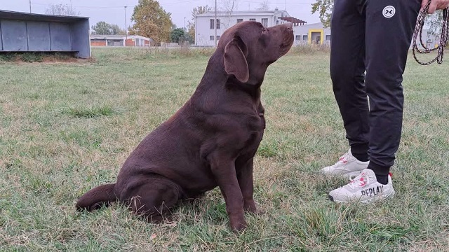 Labrador retriver