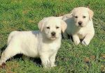 Labrador retriver