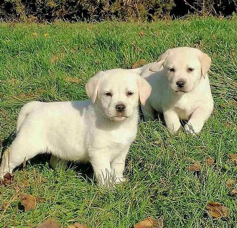 Labrador retriver