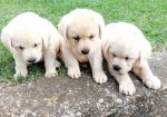 Labrador retriver štenci