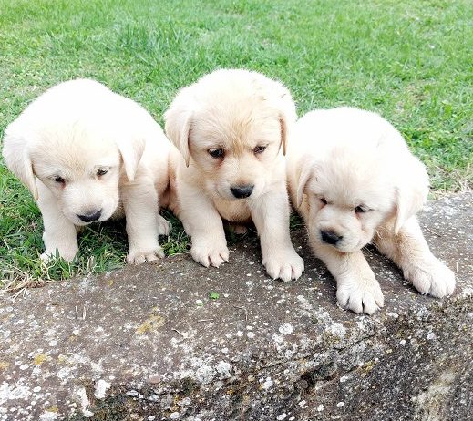 Labrador retriver štenci