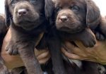 Labrador Retriver štenci, čokoladni