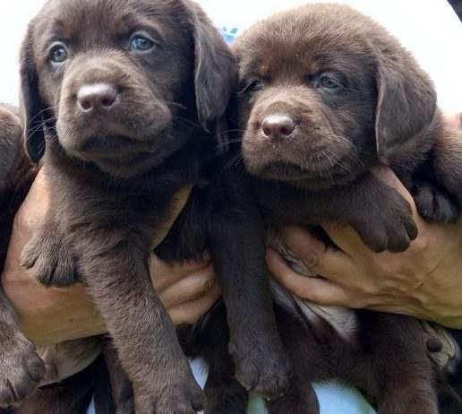 Labrador Retriver štenci, čokoladni