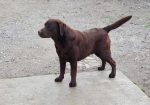 Labrador retriver