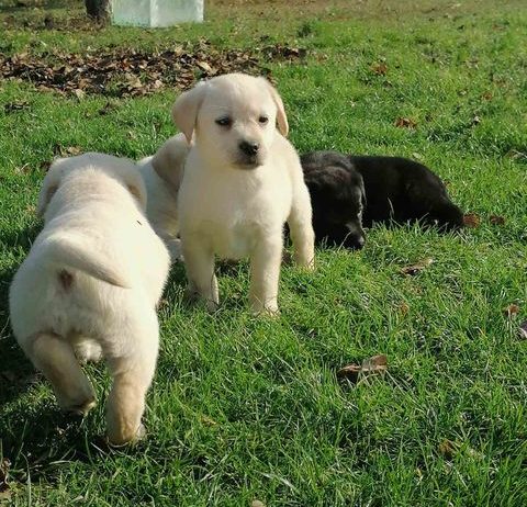 Labrador retriver