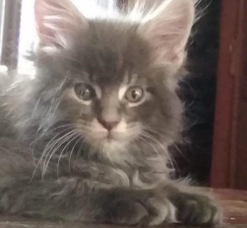 Maine Coon mačići